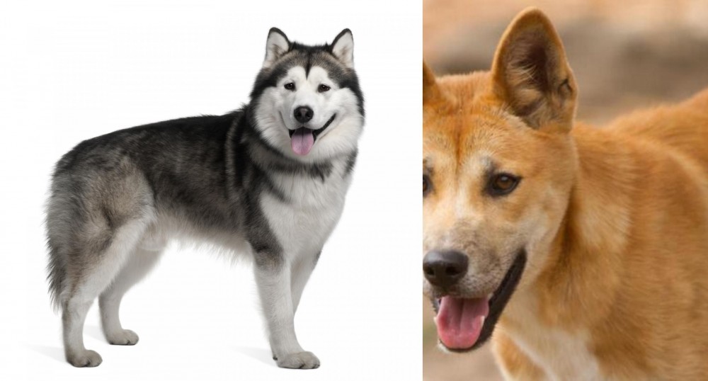 Dingo vs Alaskan Malamute - Breed Comparison