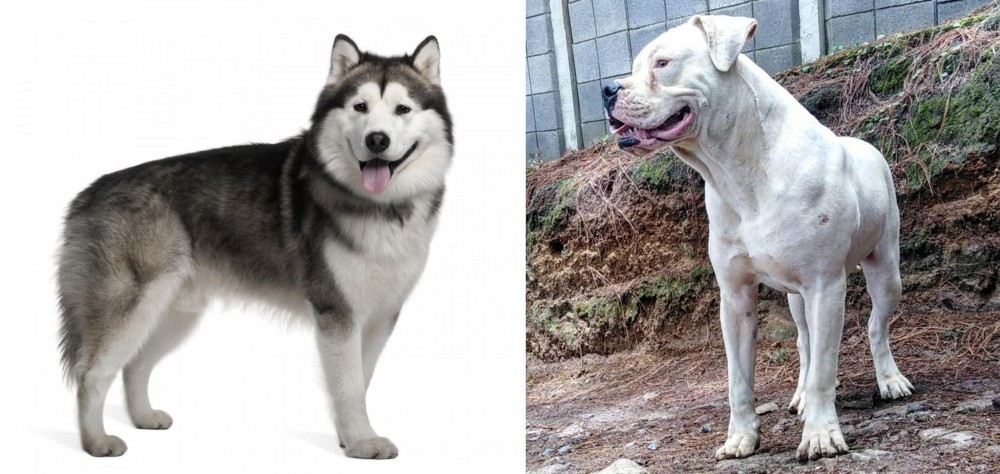 Dogo Guatemalteco vs Alaskan Malamute - Breed Comparison