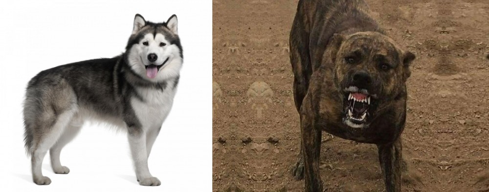 Dogo Sardesco vs Alaskan Malamute - Breed Comparison