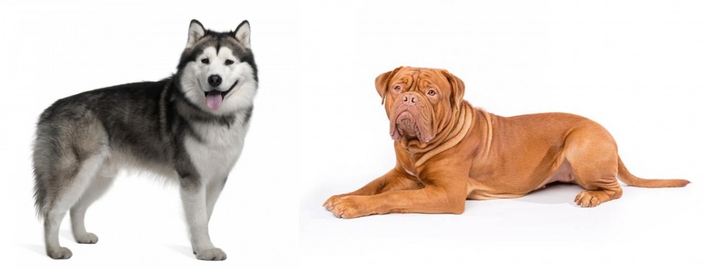 Dogue De Bordeaux vs Alaskan Malamute - Breed Comparison
