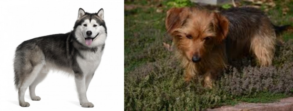 Dorkie vs Alaskan Malamute - Breed Comparison