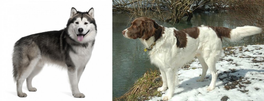 Drentse Patrijshond vs Alaskan Malamute - Breed Comparison