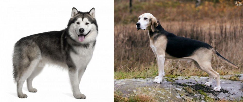 Dunker vs Alaskan Malamute - Breed Comparison