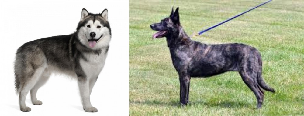 Dutch Shepherd vs Alaskan Malamute - Breed Comparison