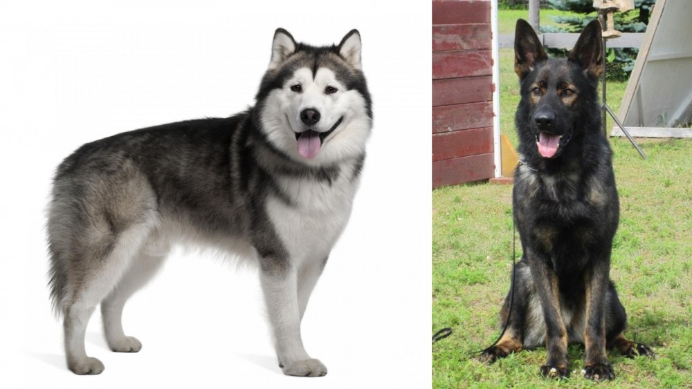East German Shepherd vs Alaskan Malamute - Breed Comparison