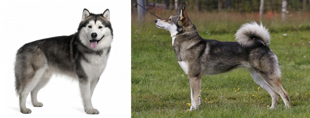 East Siberian Laika vs Alaskan Malamute - Breed Comparison