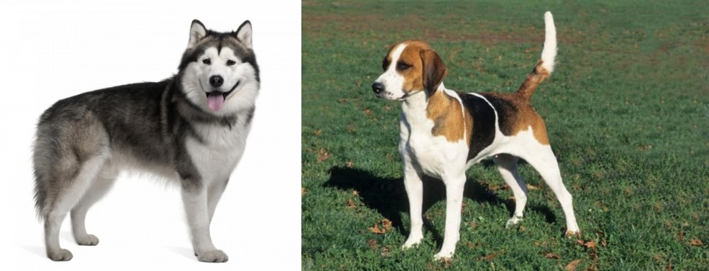 English Foxhound vs Alaskan Malamute - Breed Comparison