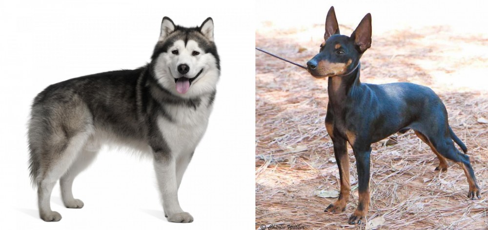 English Toy Terrier (Black & Tan) vs Alaskan Malamute - Breed Comparison