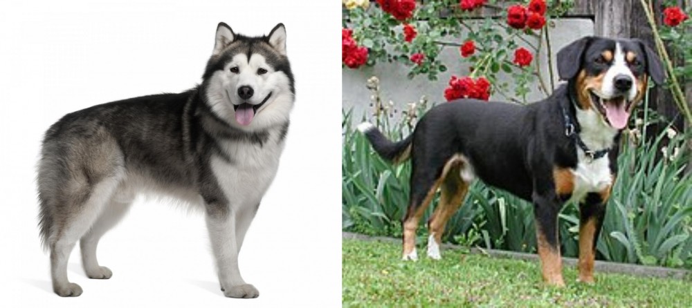 Entlebucher Mountain Dog vs Alaskan Malamute - Breed Comparison