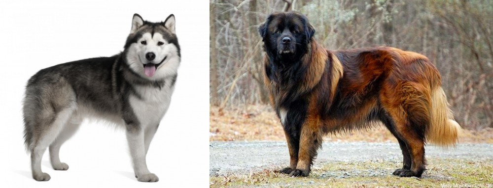 Estrela Mountain Dog vs Alaskan Malamute - Breed Comparison