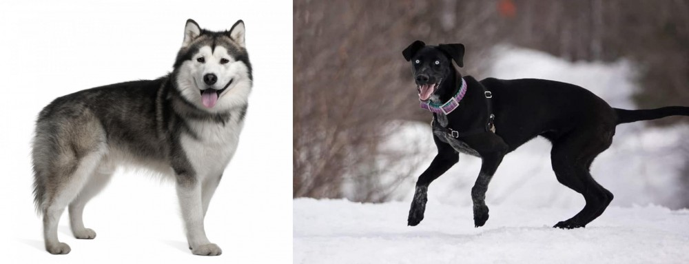 Eurohound vs Alaskan Malamute - Breed Comparison