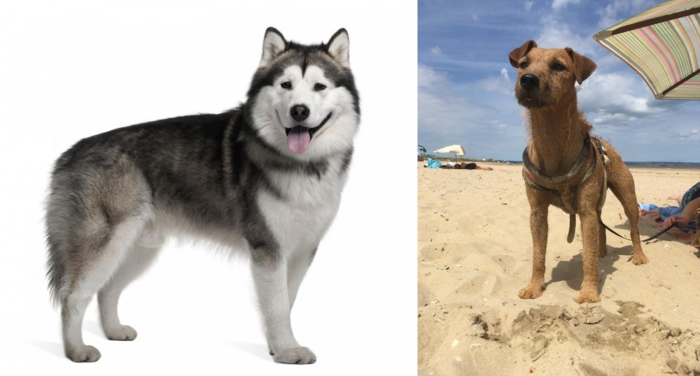 Fell Terrier vs Alaskan Malamute - Breed Comparison