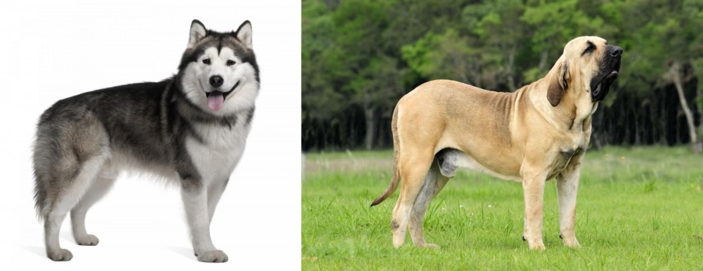 Fila Brasileiro vs Alaskan Malamute - Breed Comparison