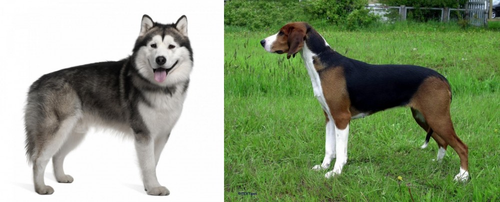 Finnish Hound vs Alaskan Malamute - Breed Comparison