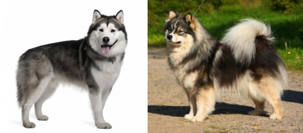 Finnish Lapphund vs Alaskan Malamute - Breed Comparison