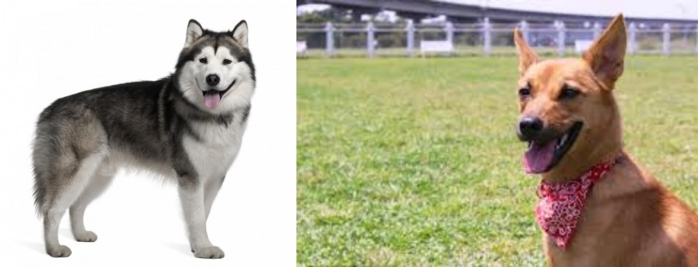 Formosan Mountain Dog vs Alaskan Malamute - Breed Comparison