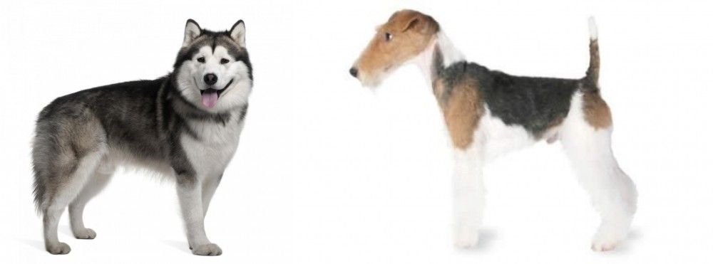 Fox Terrier vs Alaskan Malamute - Breed Comparison