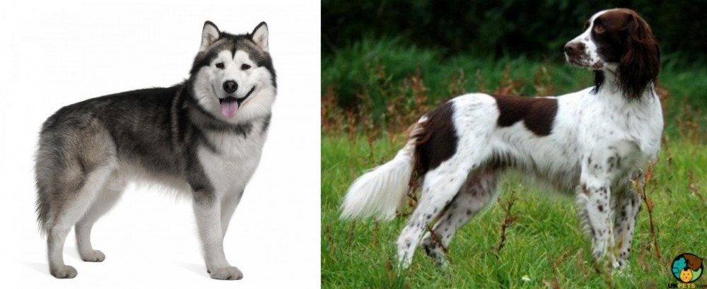 French Spaniel vs Alaskan Malamute - Breed Comparison