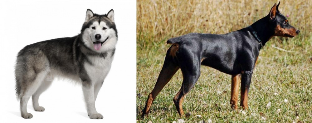 German Pinscher vs Alaskan Malamute - Breed Comparison