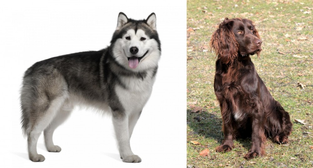 German Spaniel vs Alaskan Malamute - Breed Comparison