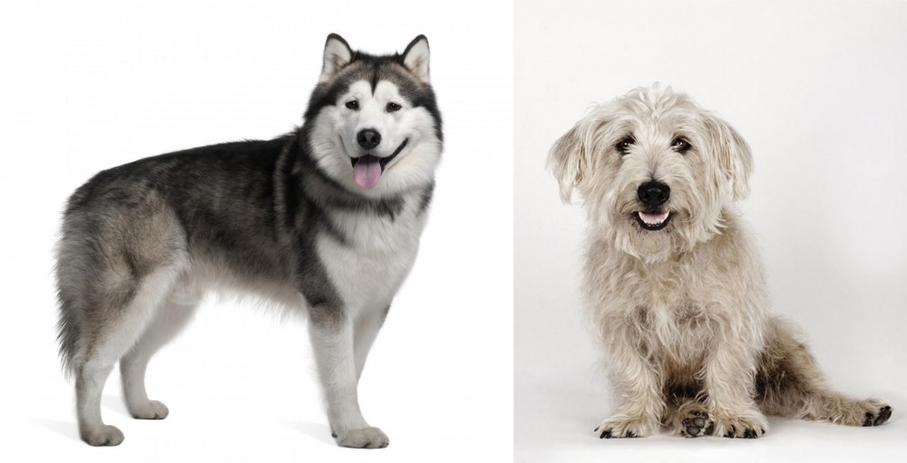 Glen of Imaal Terrier vs Alaskan Malamute - Breed Comparison