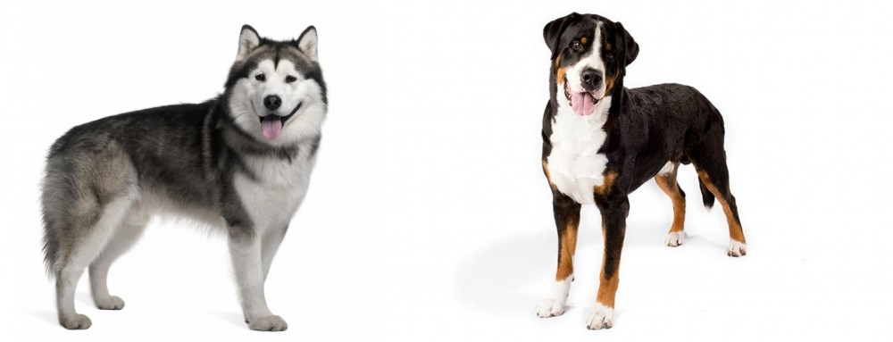 Greater Swiss Mountain Dog vs Alaskan Malamute - Breed Comparison
