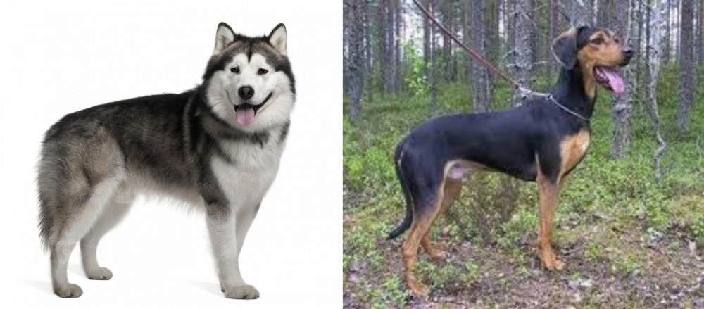 Greek Harehound vs Alaskan Malamute - Breed Comparison