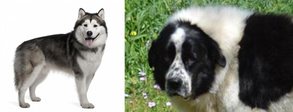 Greek Sheepdog vs Alaskan Malamute - Breed Comparison