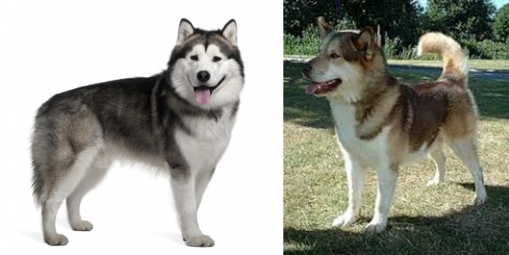 Greenland Dog vs Alaskan Malamute - Breed Comparison