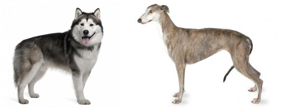 Greyhound vs Alaskan Malamute - Breed Comparison