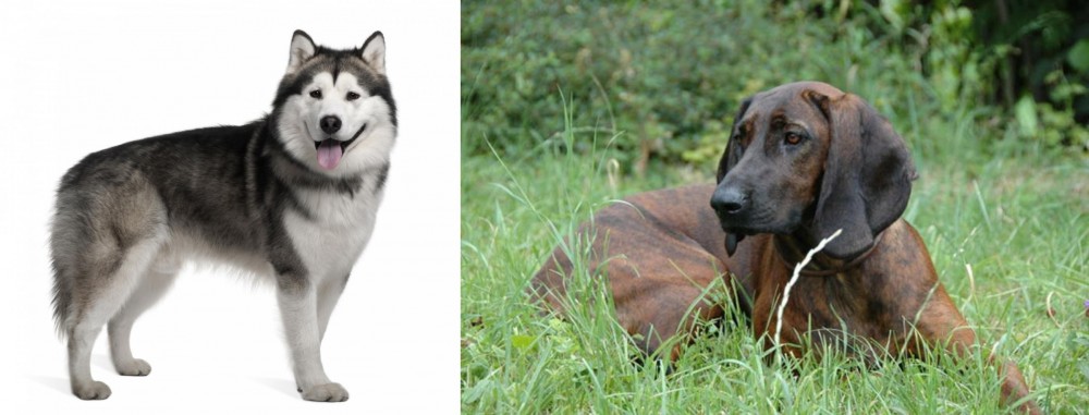 Hanover Hound vs Alaskan Malamute - Breed Comparison