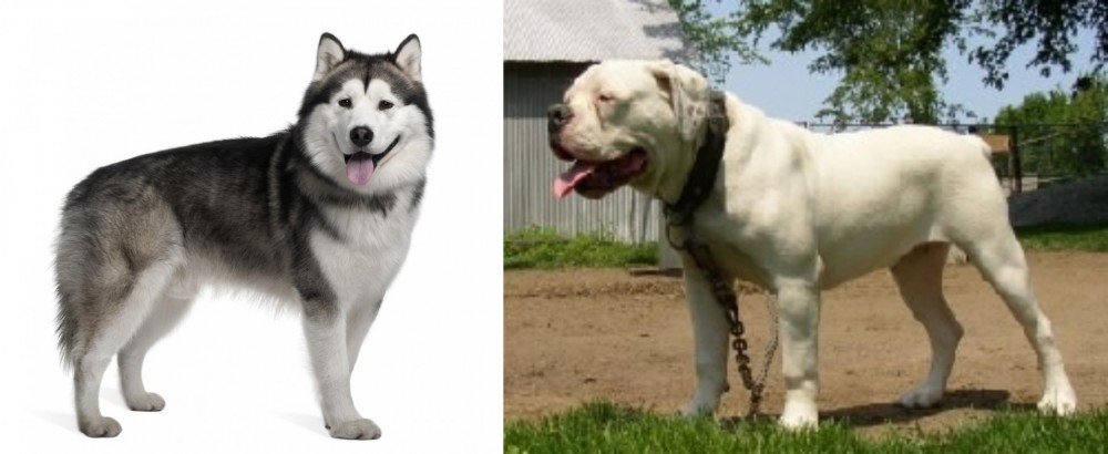 Hermes Bulldogge vs Alaskan Malamute - Breed Comparison
