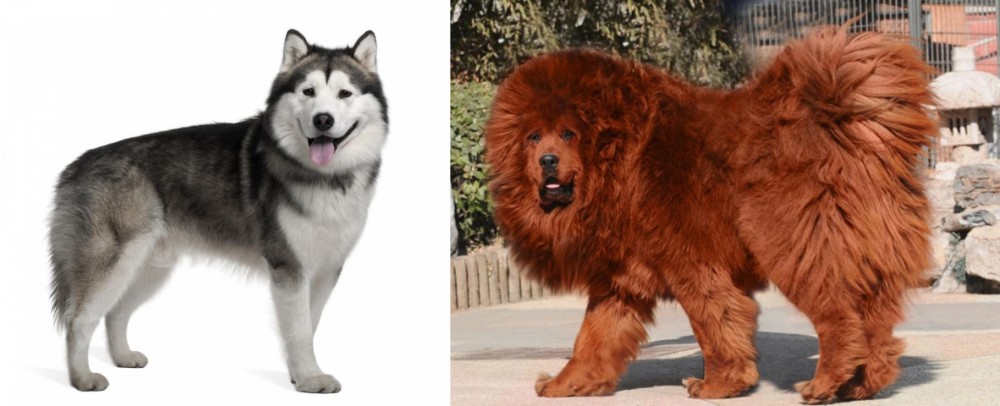Himalayan Mastiff vs Alaskan Malamute - Breed Comparison