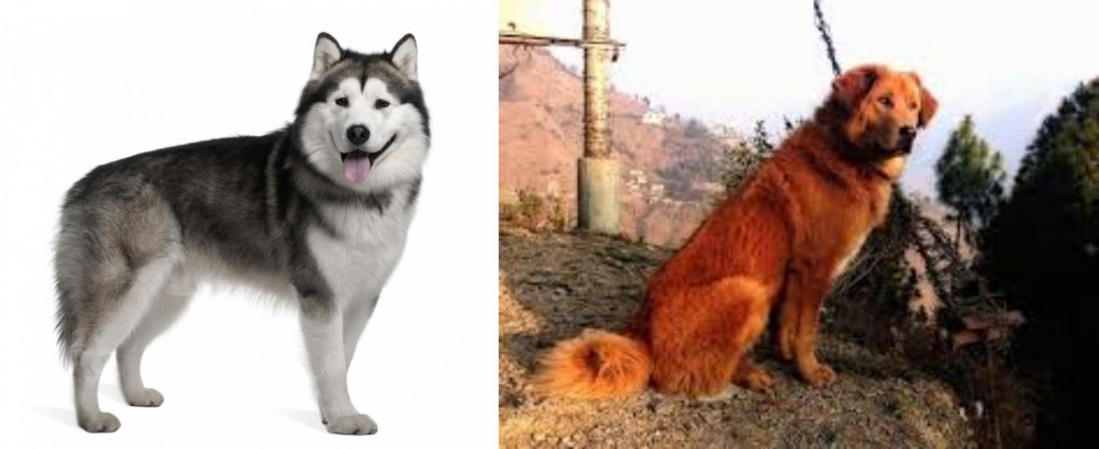 Himalayan Sheepdog vs Alaskan Malamute - Breed Comparison