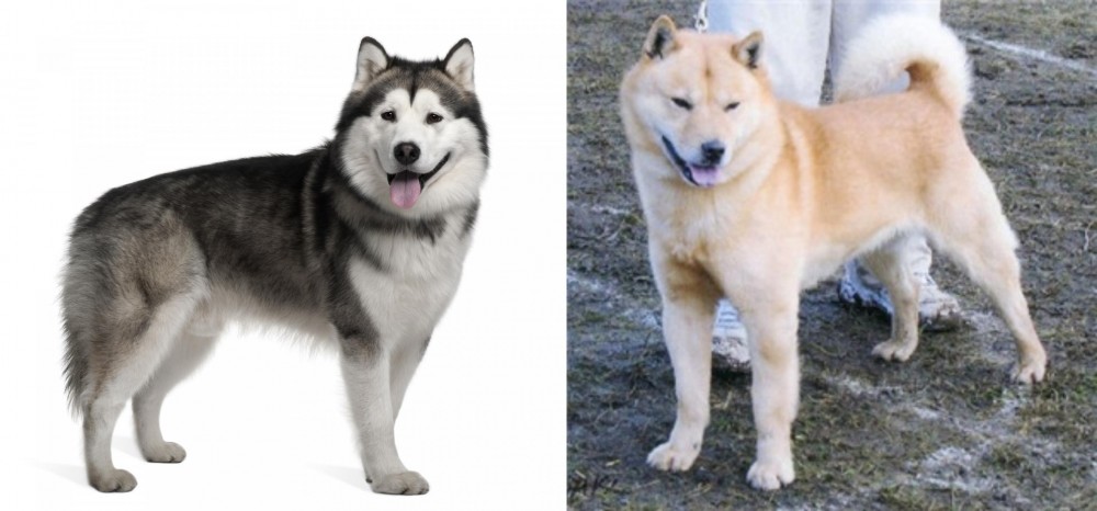 Hokkaido vs Alaskan Malamute - Breed Comparison