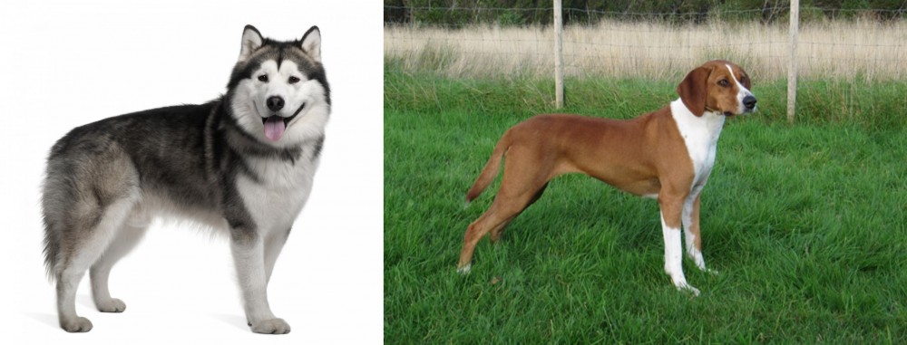 Hygenhund vs Alaskan Malamute - Breed Comparison