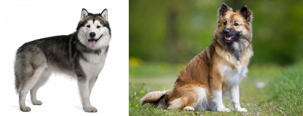 Icelandic Sheepdog vs Alaskan Malamute - Breed Comparison