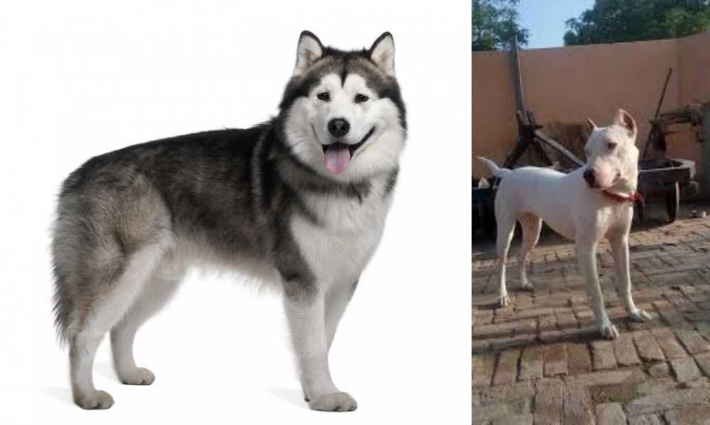 Indian Bull Terrier vs Alaskan Malamute - Breed Comparison