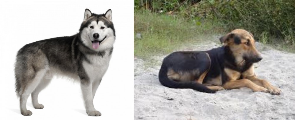 Indian Pariah Dog vs Alaskan Malamute - Breed Comparison