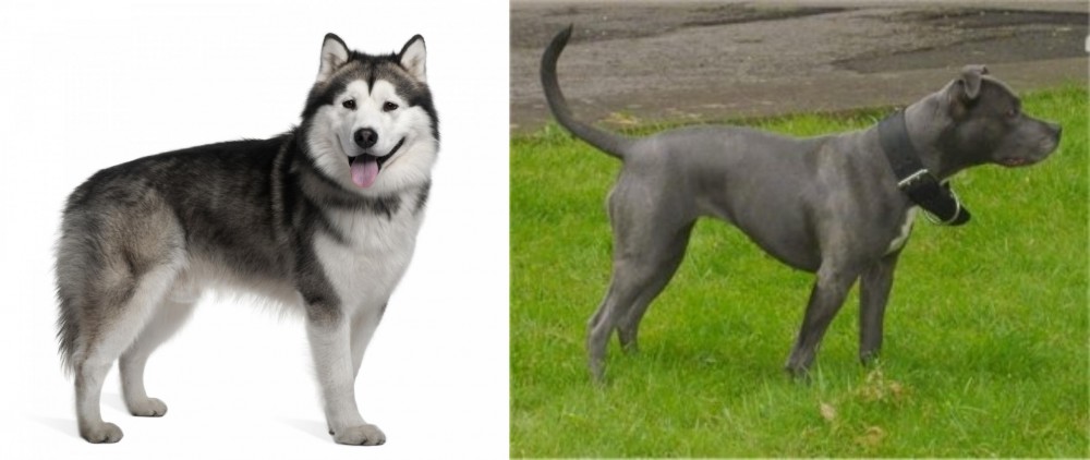 Irish Bull Terrier vs Alaskan Malamute - Breed Comparison