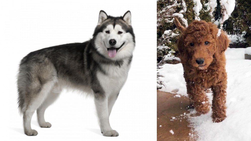 Irish Doodles vs Alaskan Malamute - Breed Comparison