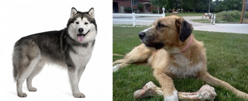 Irish Mastiff Hound vs Alaskan Malamute - Breed Comparison