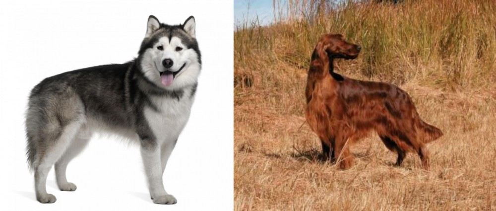 Irish Setter vs Alaskan Malamute - Breed Comparison