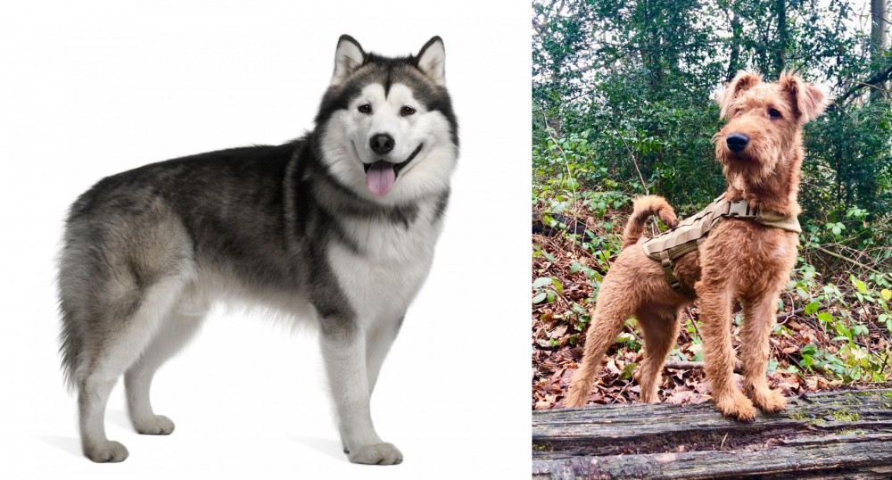 Irish Terrier vs Alaskan Malamute - Breed Comparison