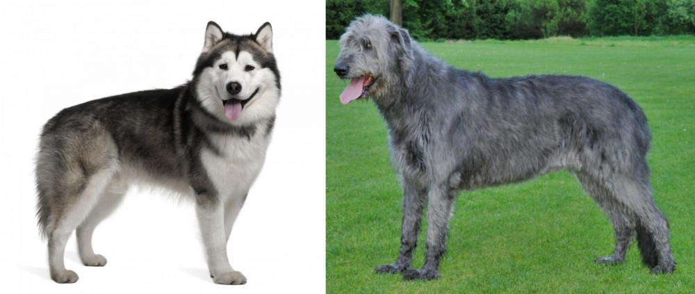 Irish Wolfhound vs Alaskan Malamute - Breed Comparison