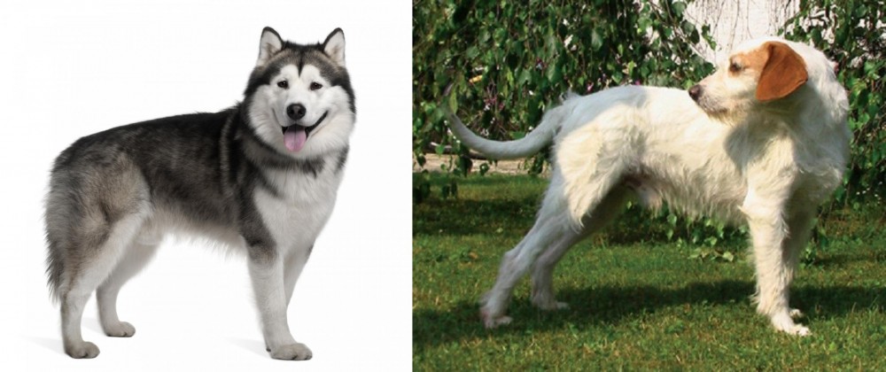 Istarski Ostrodlaki Gonic vs Alaskan Malamute - Breed Comparison