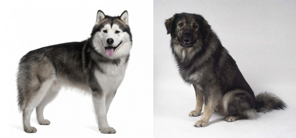 Istrian Sheepdog vs Alaskan Malamute - Breed Comparison
