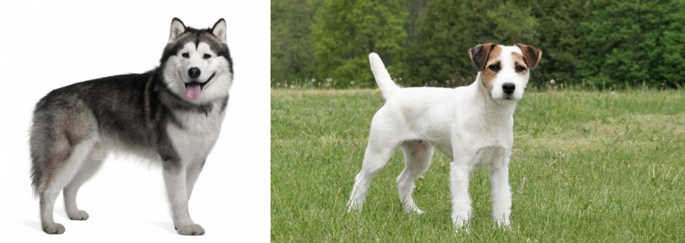 Jack Russell Terrier vs Alaskan Malamute - Breed Comparison