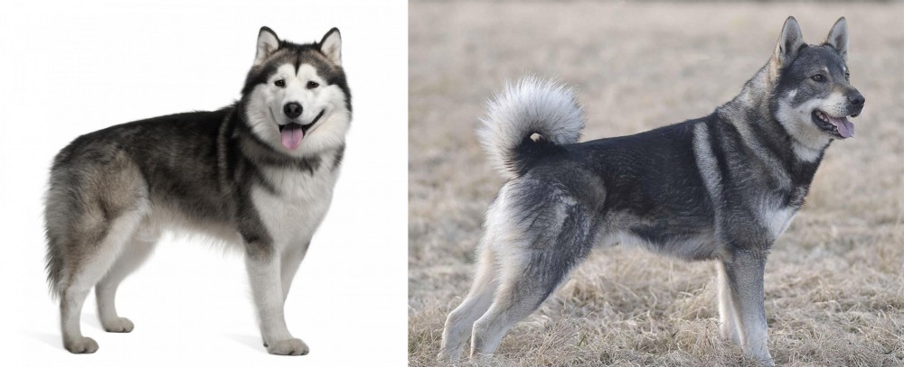 Jamthund vs Alaskan Malamute - Breed Comparison