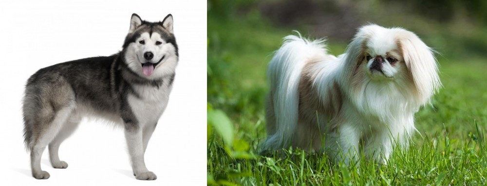 Japanese Chin vs Alaskan Malamute - Breed Comparison
